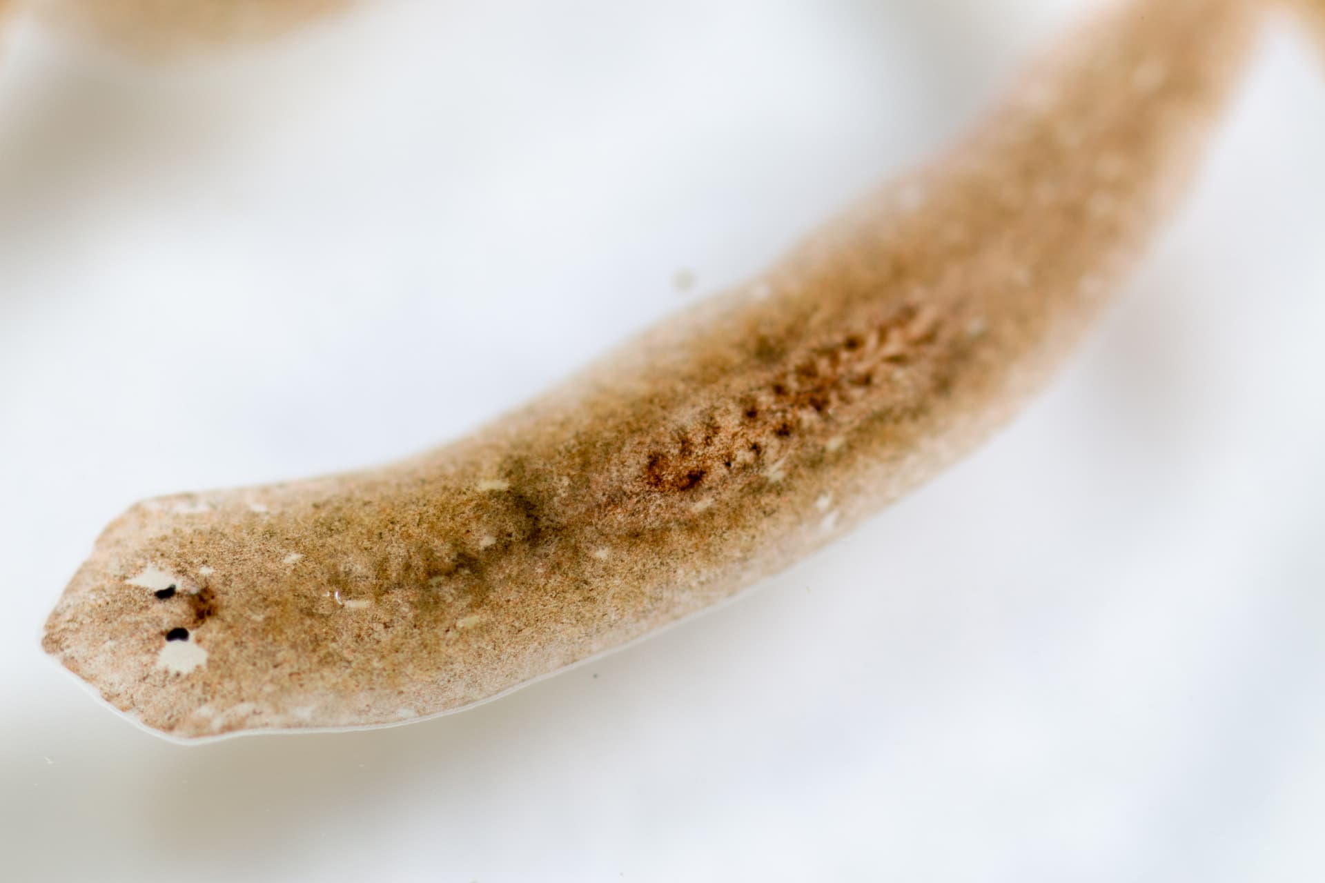 Planarian flatworm swimming under microscope