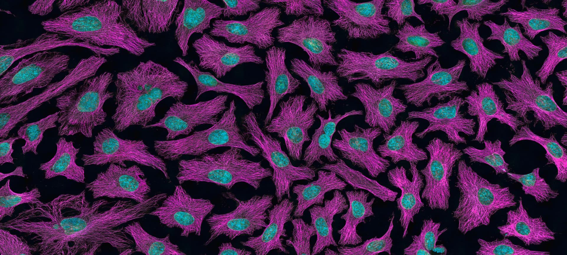 Cells under a microscope stained with fluorescent dyes