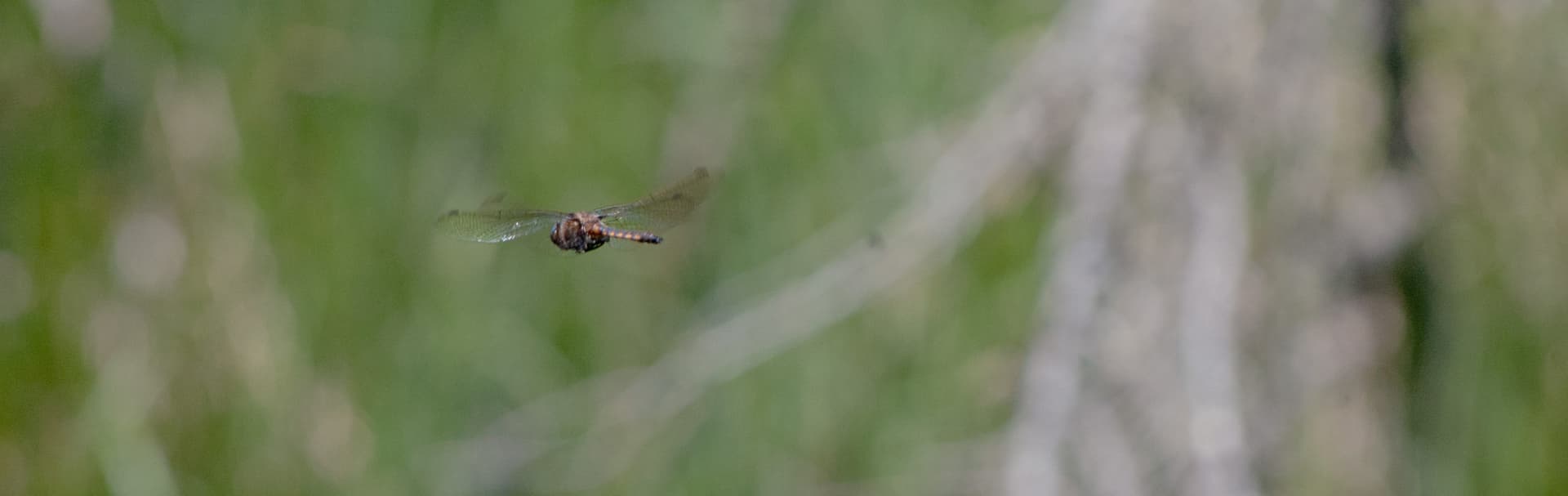 Blue Dasher