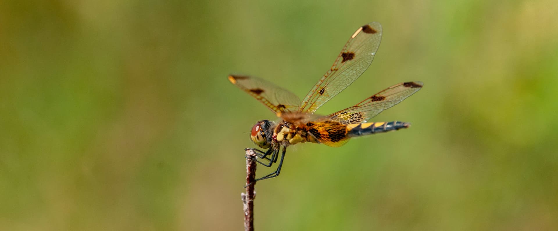 Calico Pennant, Photo by Colin Hoogerwerf