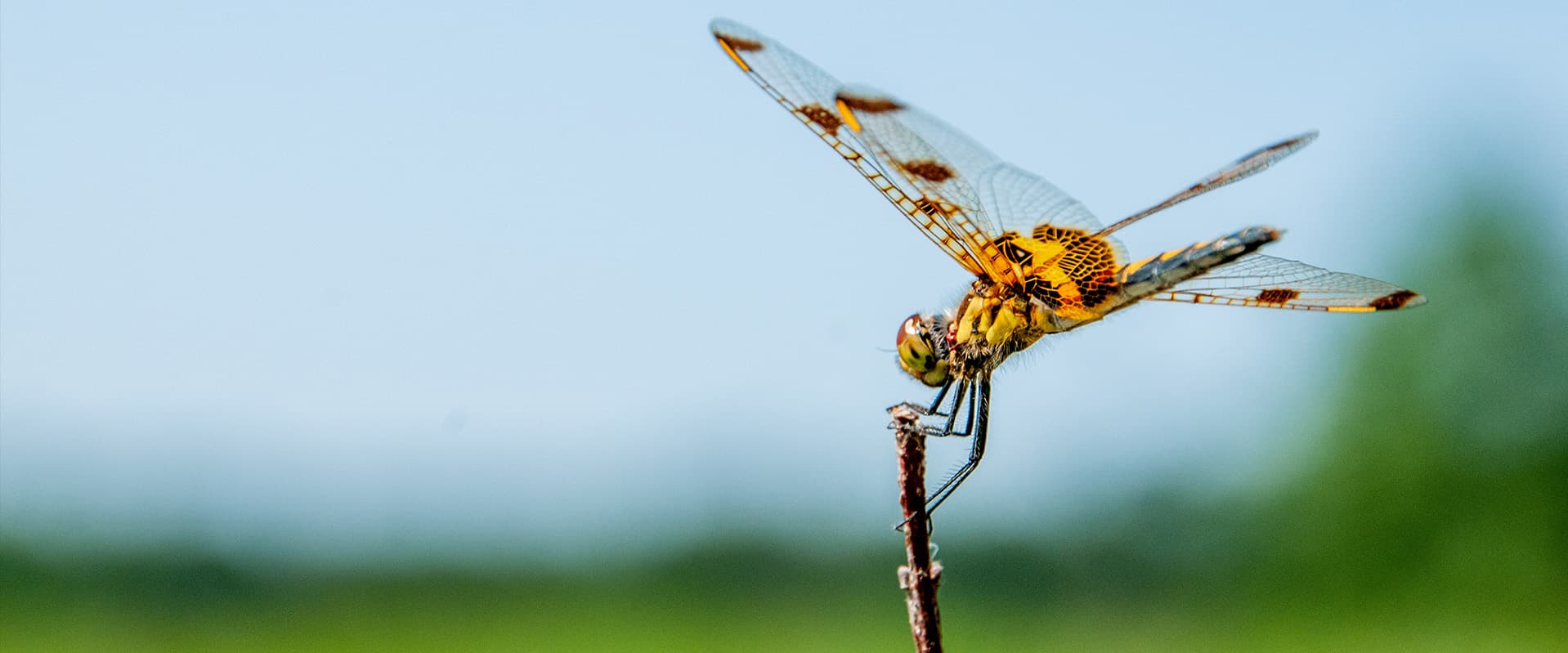 Dragonfly