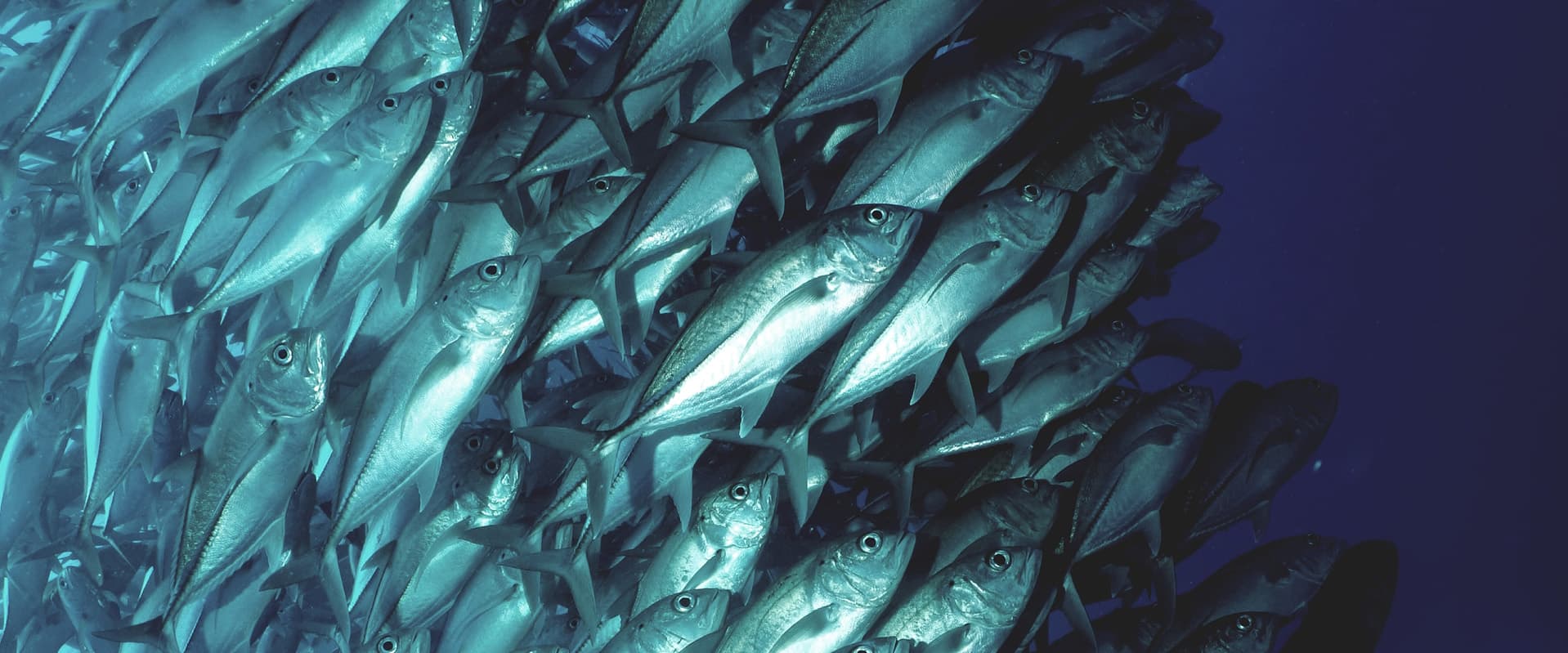 School of Bluefin Tuna