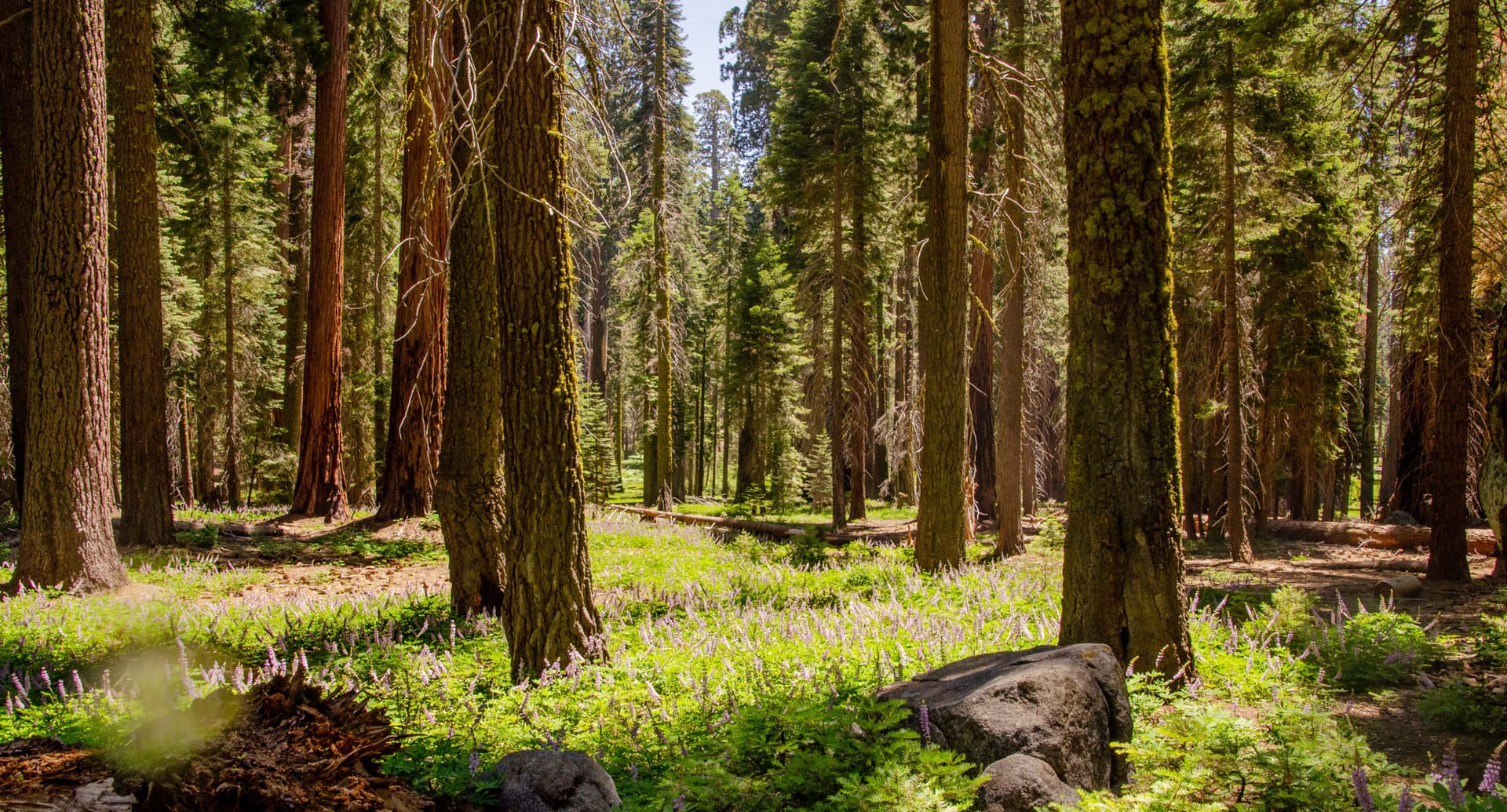 Sequoia National Park
