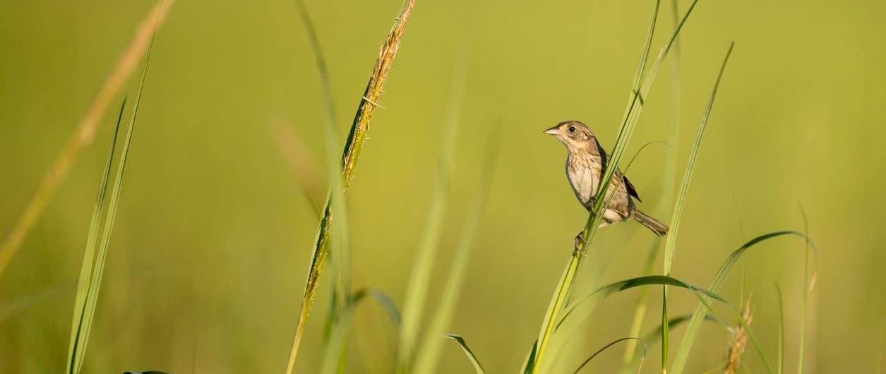 A Seaside Sparrow clings to the tall marsh grasses in the bright sun with a smooth green background.