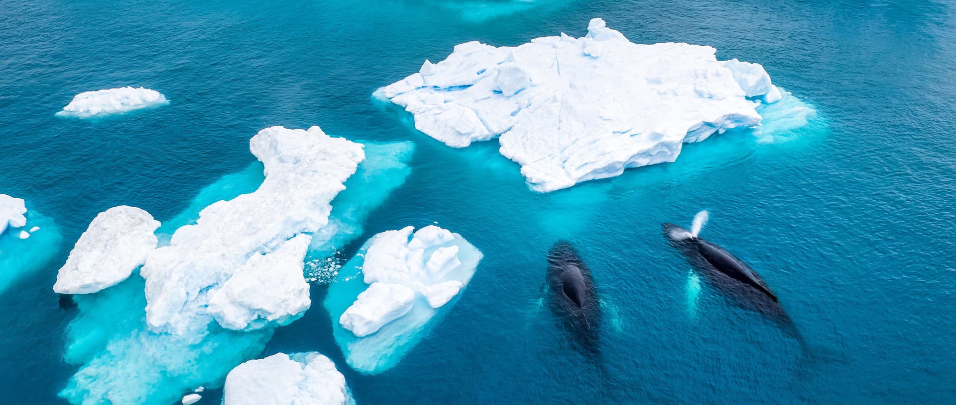 Humpback whales swimming in ocean around icebergs near Greenland
