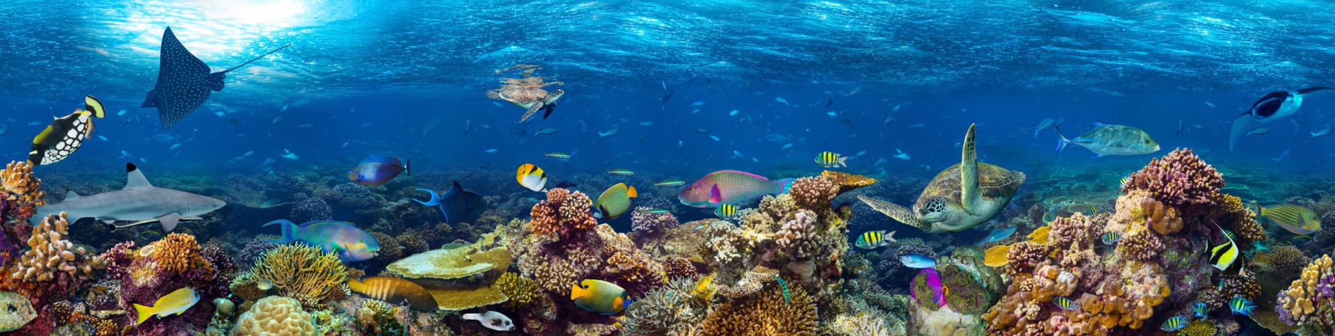 Underwater coral reefs, fish and other ocean life
