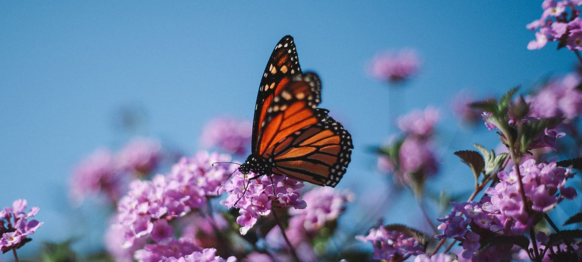 A butterfly resting on a flower