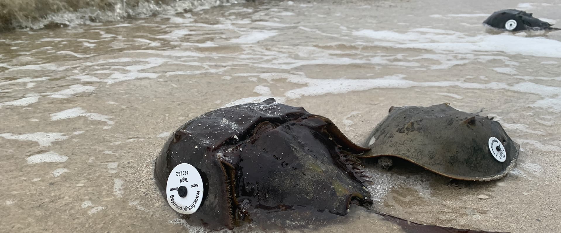 Horseshoe Crabs with tag