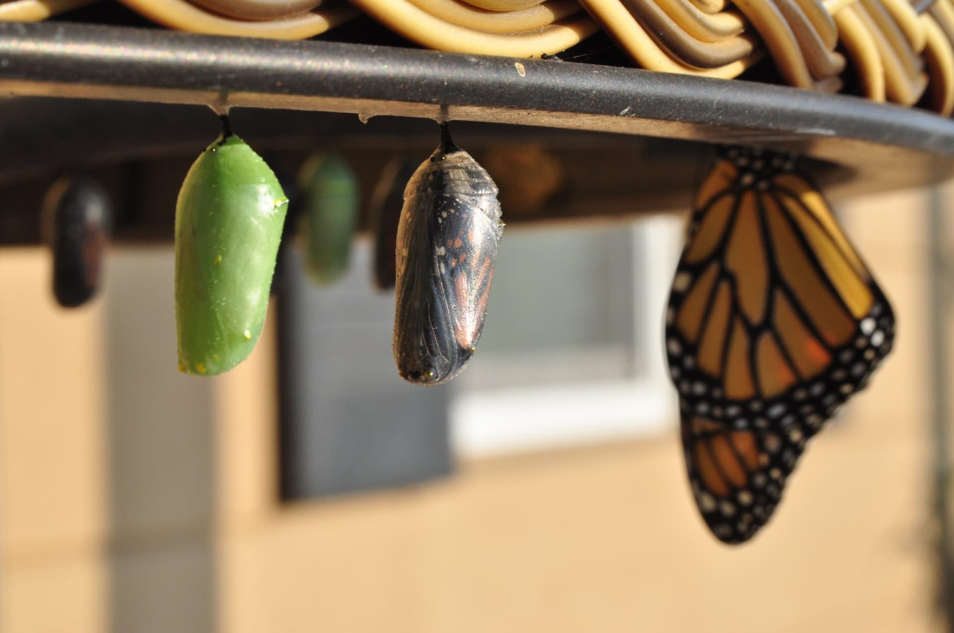 A butterfly at different stages during metamorphosis