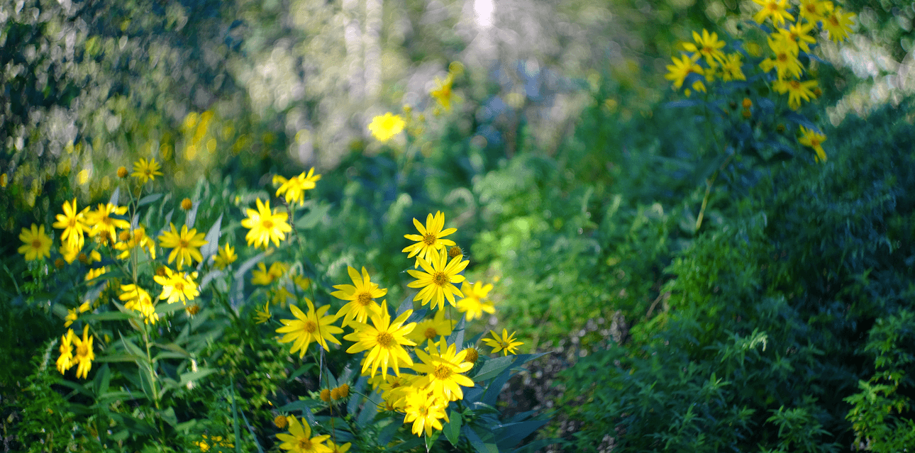 Photo of yellow flowers in a field