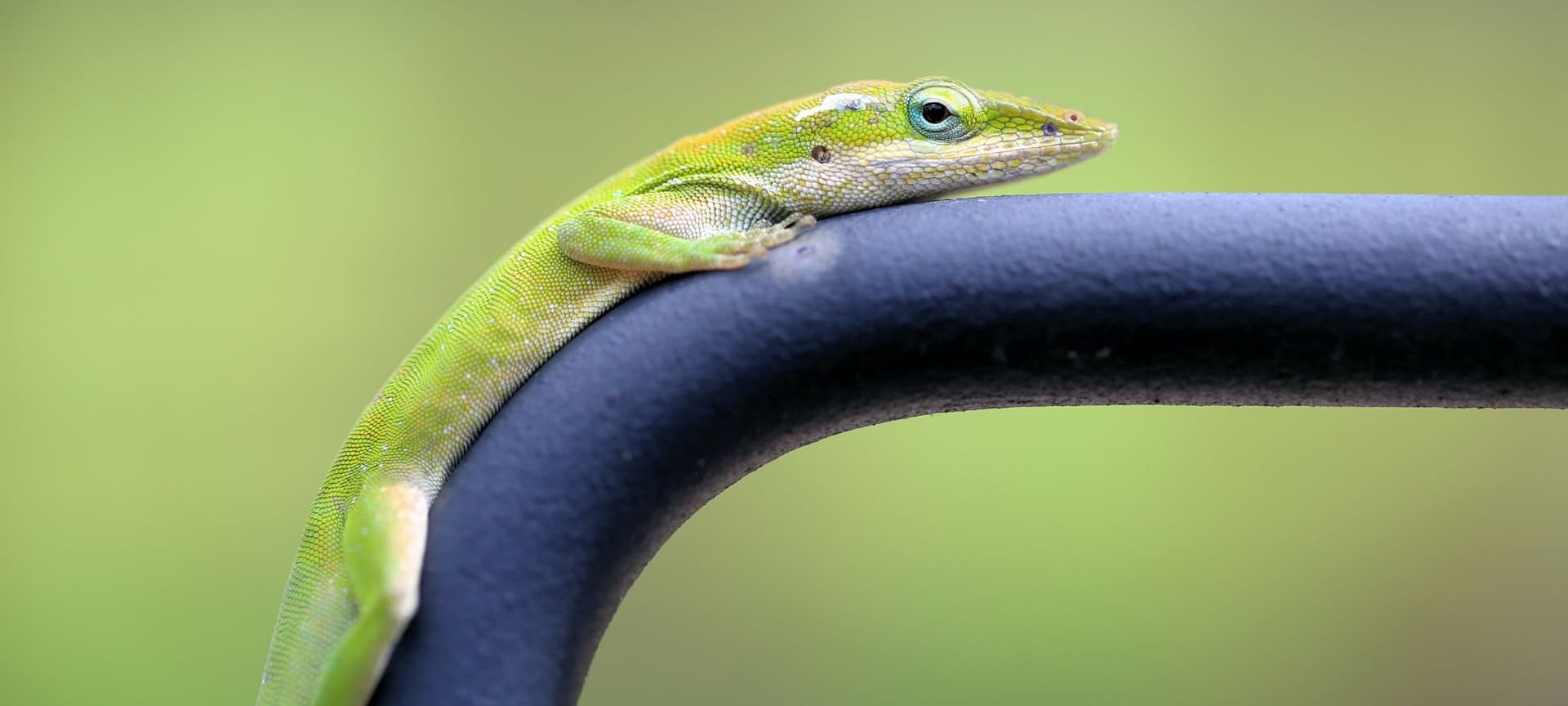 Green anole lizard perched on a metal rail
