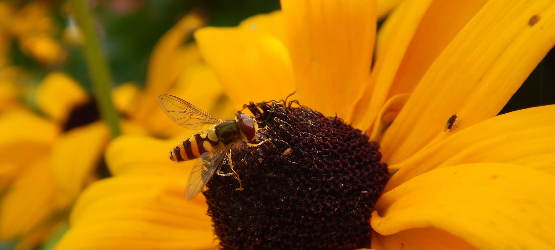 Close up of a Black eyed susan flower with a bee on it