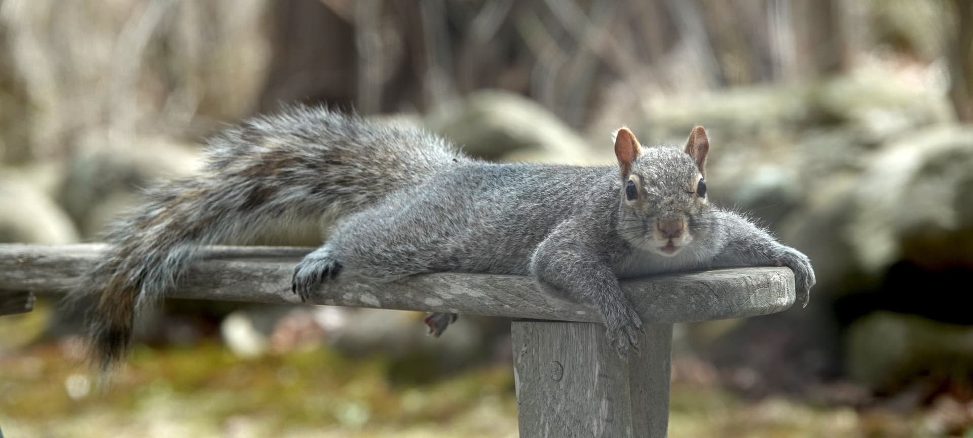Splooting squirrel on a park bench