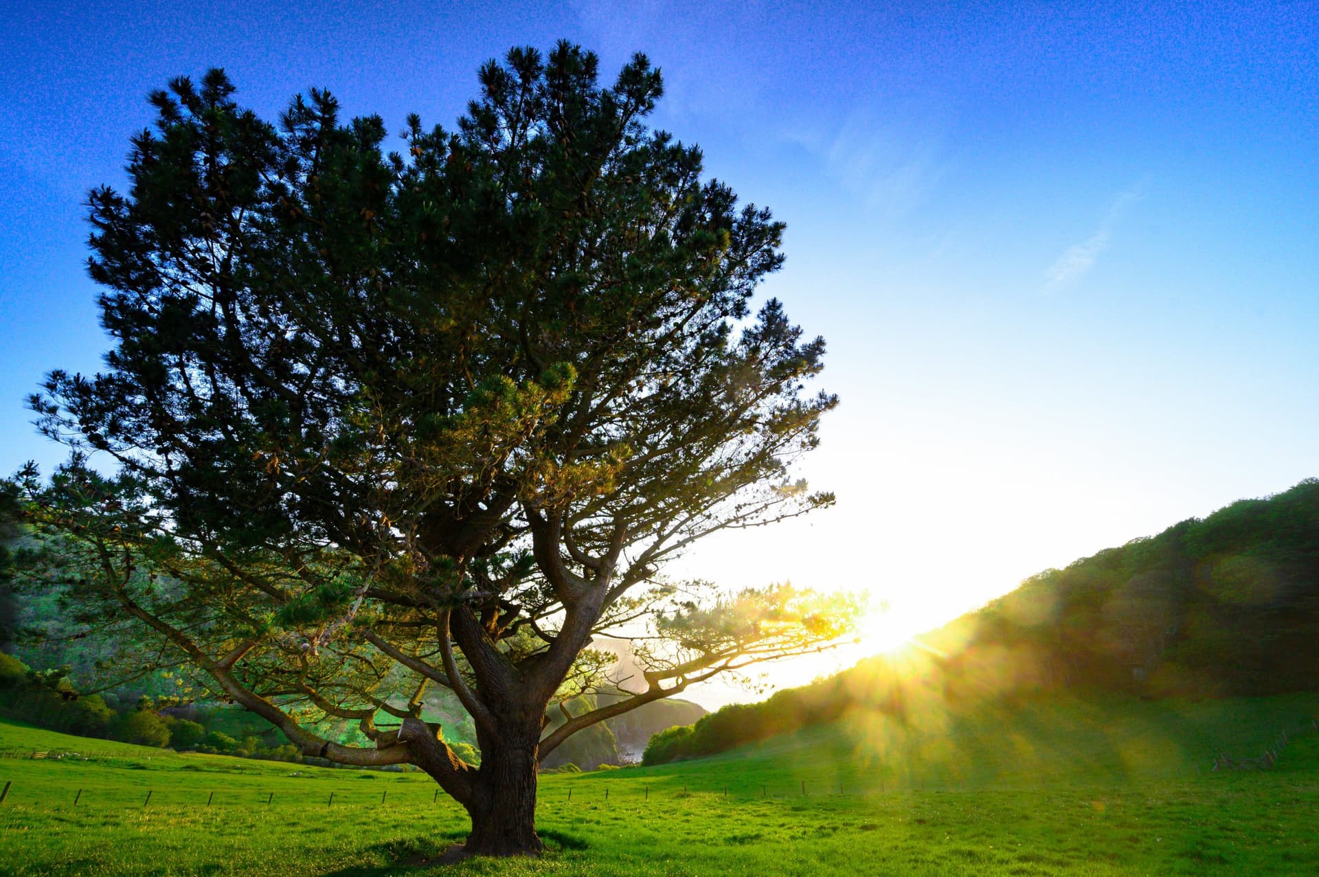 Picturesque photo of a tree with beaming sunlight in the background