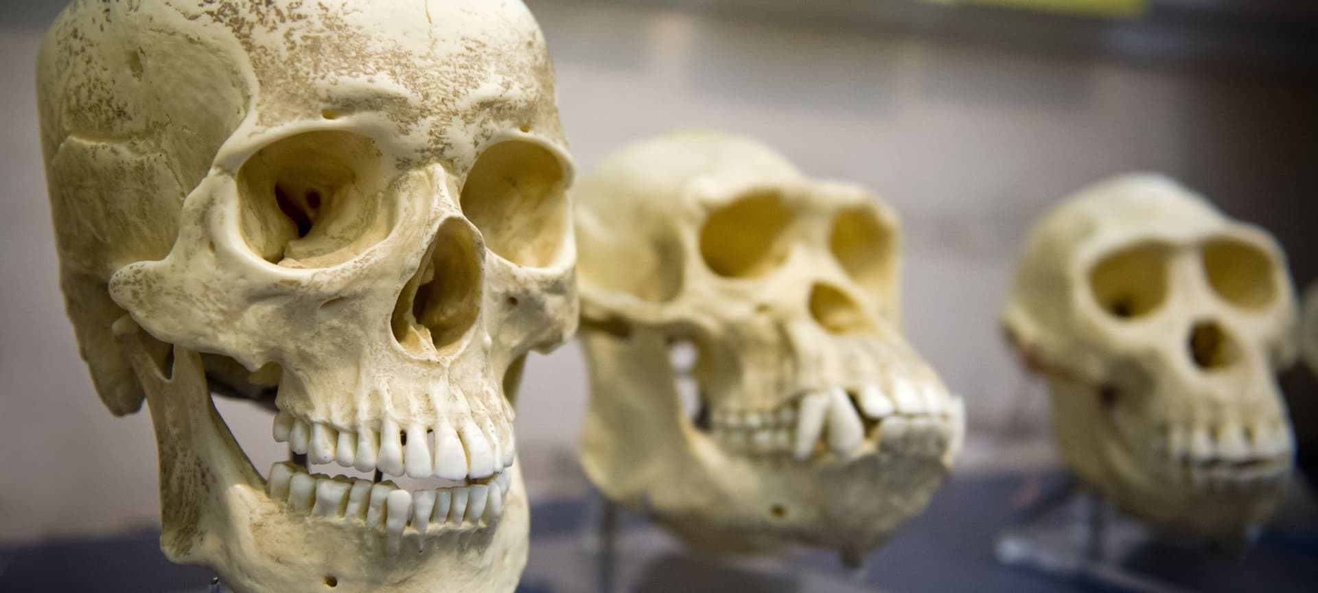 Image of human and non-human primate skulls showing human evolution