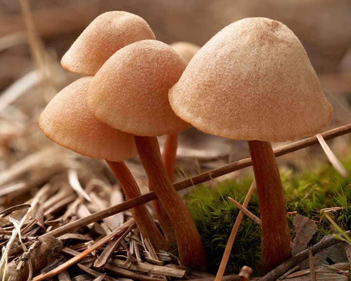 Close-up photo of a handful of tiny mushrooms with stem and cap