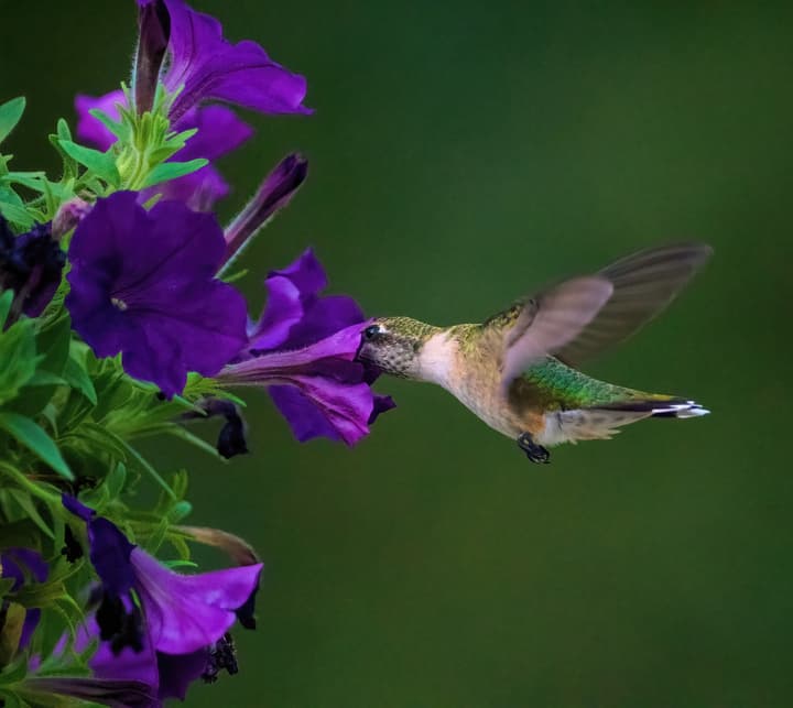 A closeup photo of a humming bird sipping nectar from a purple petunia flower