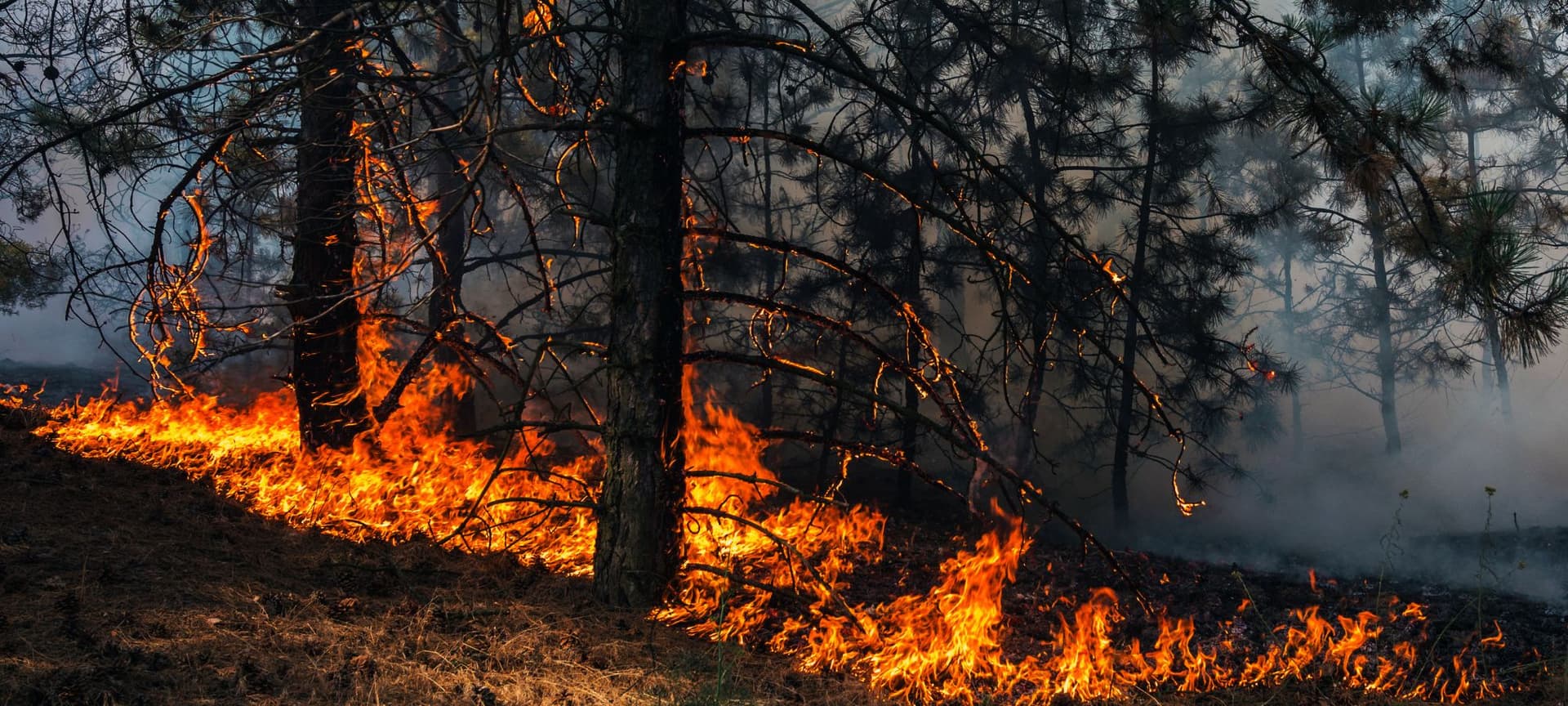 A wild fire consumes a forest of trees