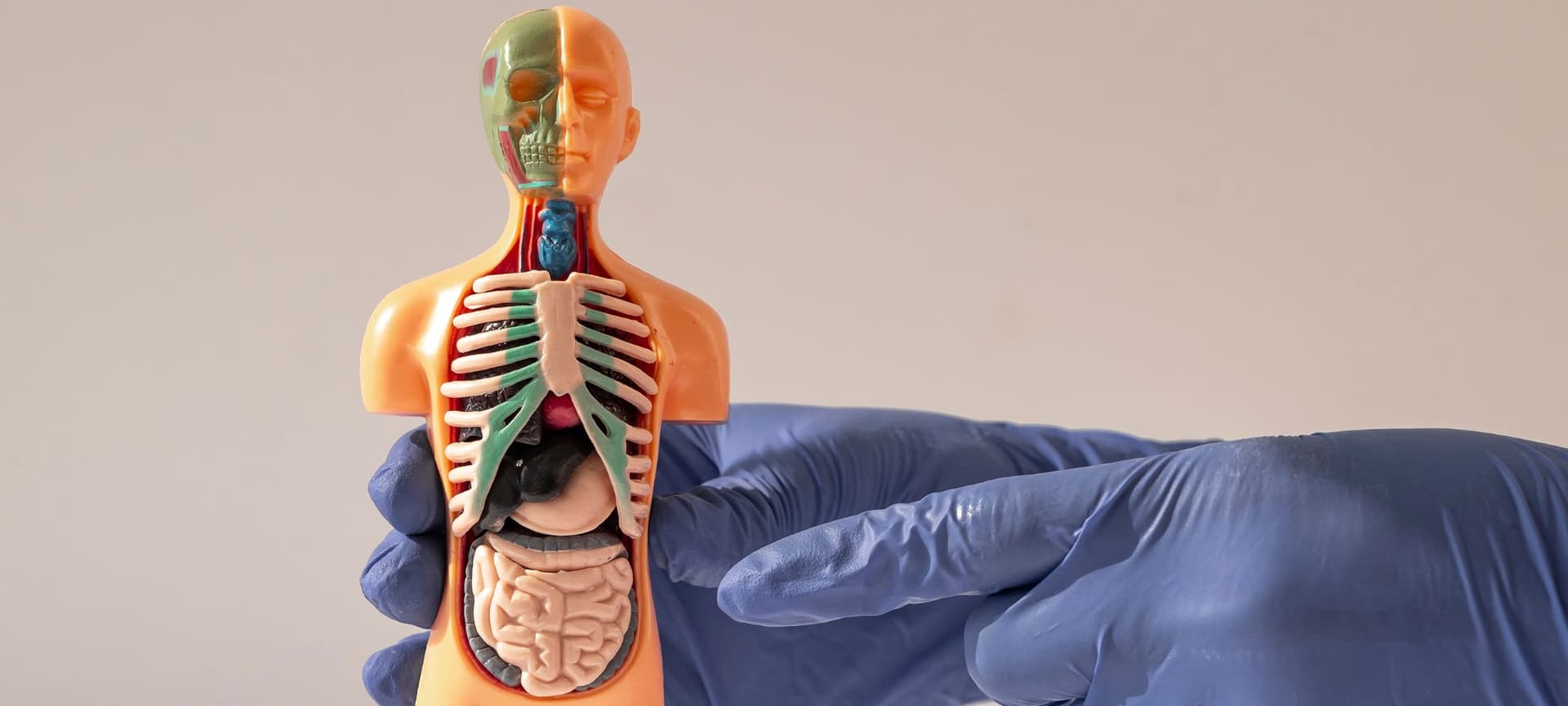 Model of human anatomy showing internal organs and bones