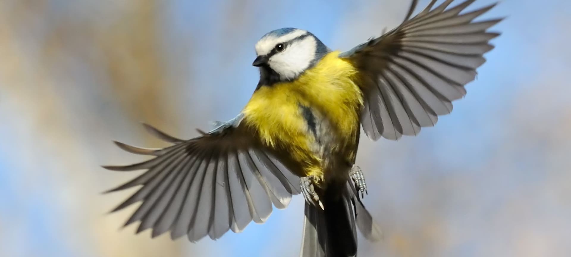 close-up of bird flying