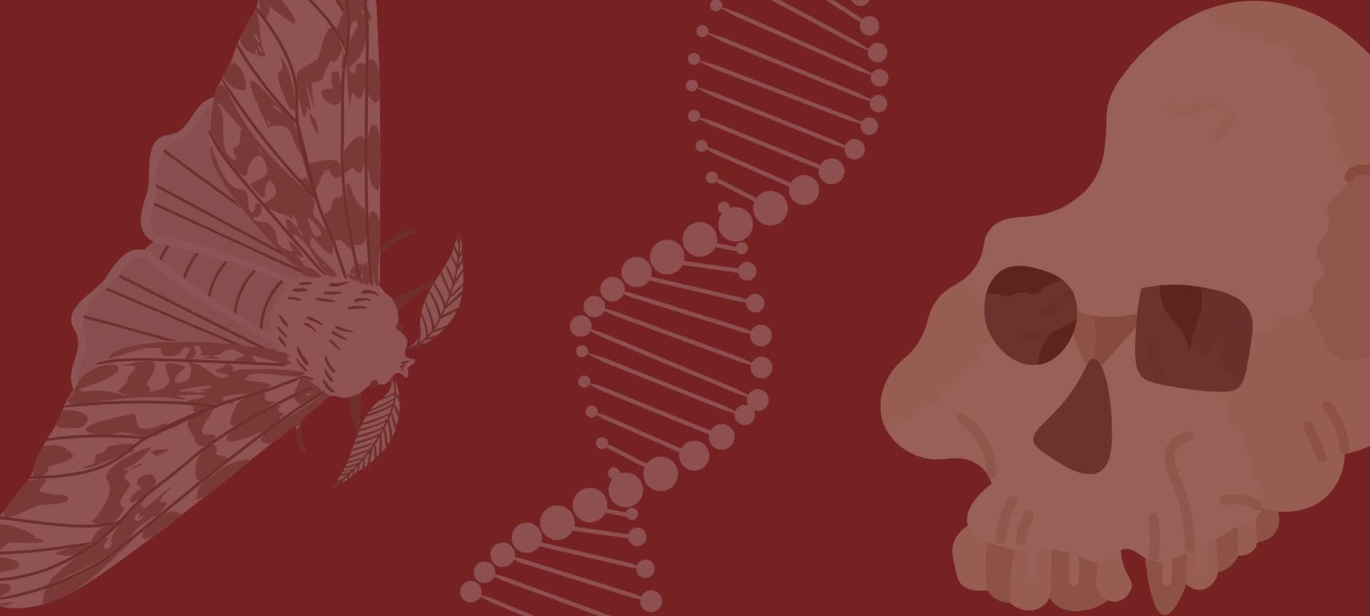 evolution themed header with images of a moth, strand of DNA and hominid skull
