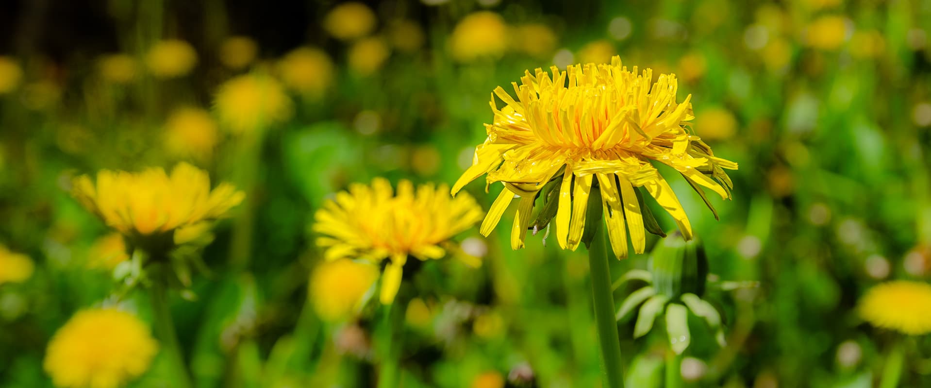 Dandelion close up