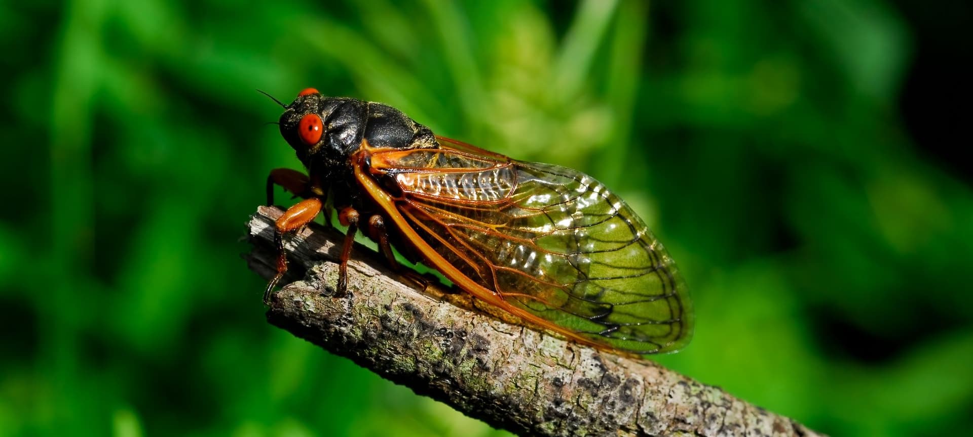 A cicada perched on a branch
