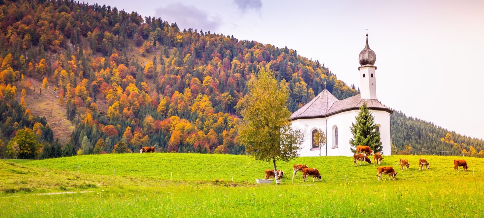 A church on the country side with cattle grazing on the green grass. Hills covered in trees with fall colors are in the background.