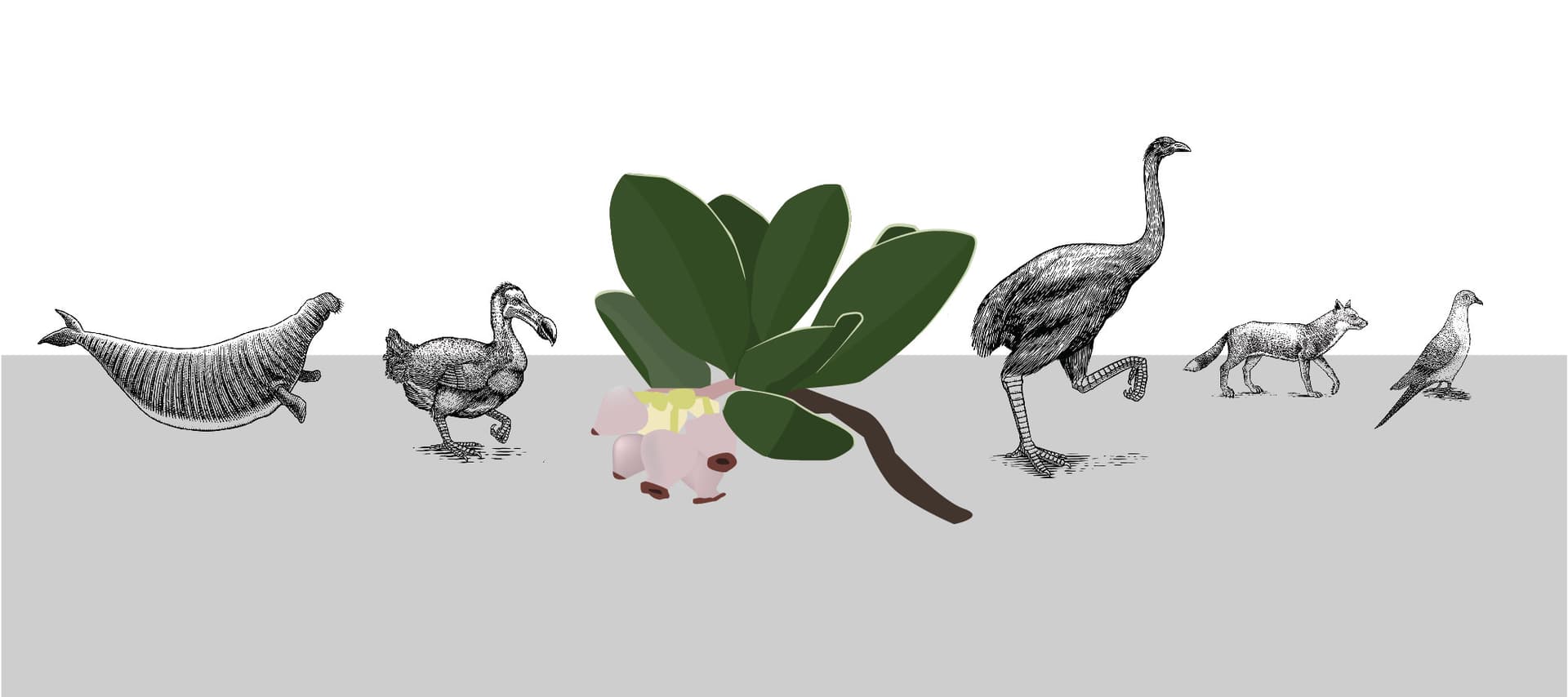 drawings of extinct creatures and with Franciscan manzanita plant in the middle