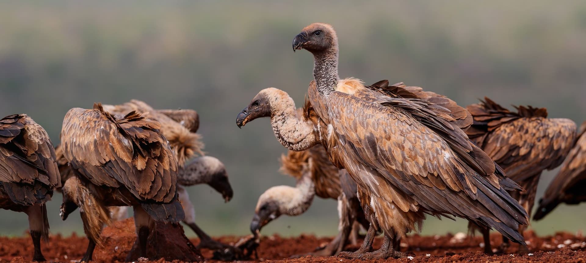 A flock of vultures feeding on a carcass.