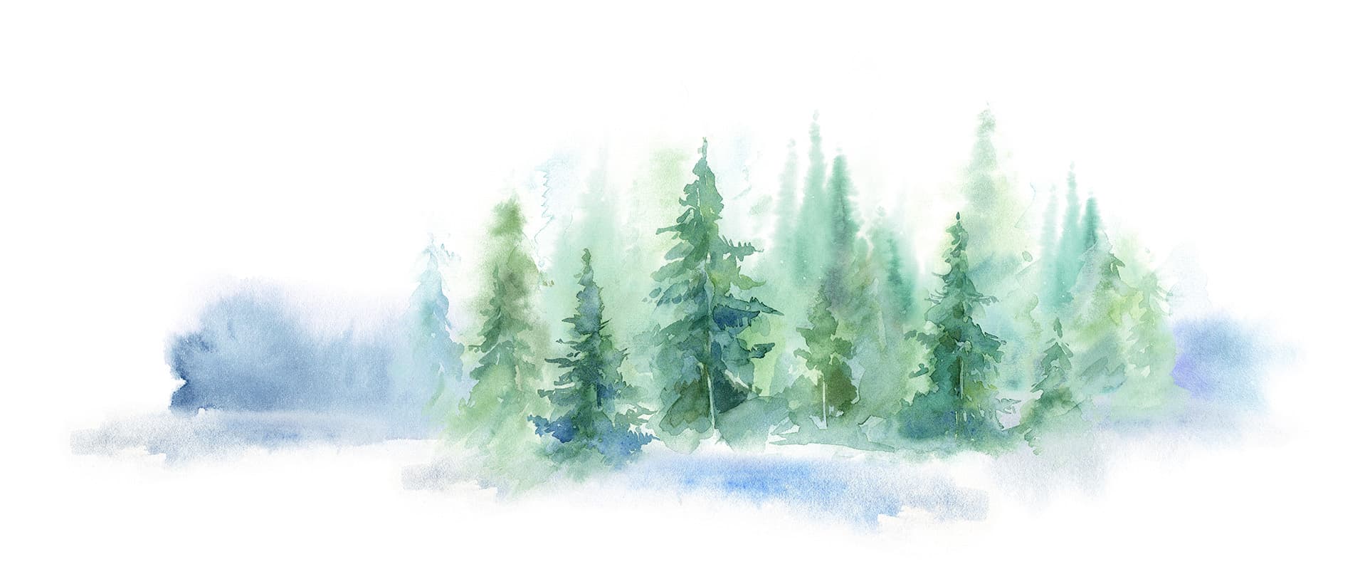 Water color image of evergreens