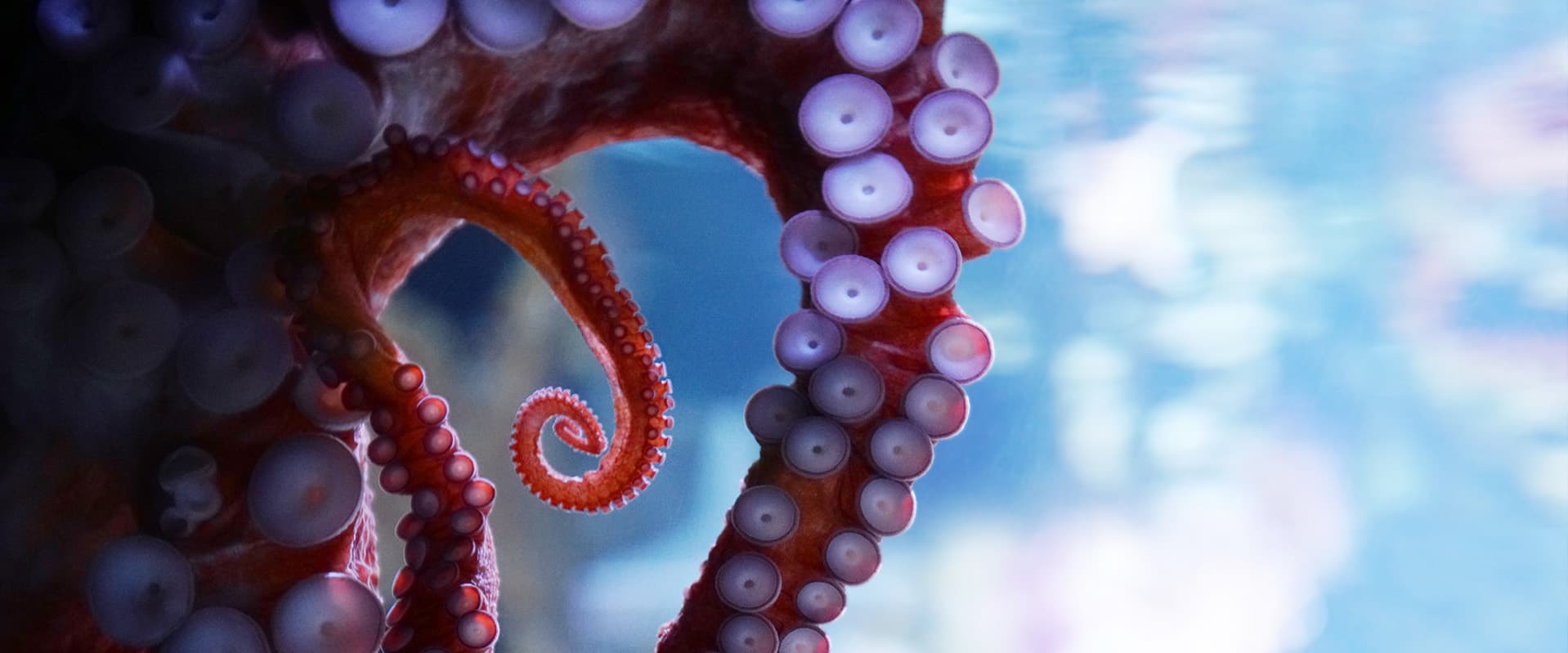 Octopus arm and suckers