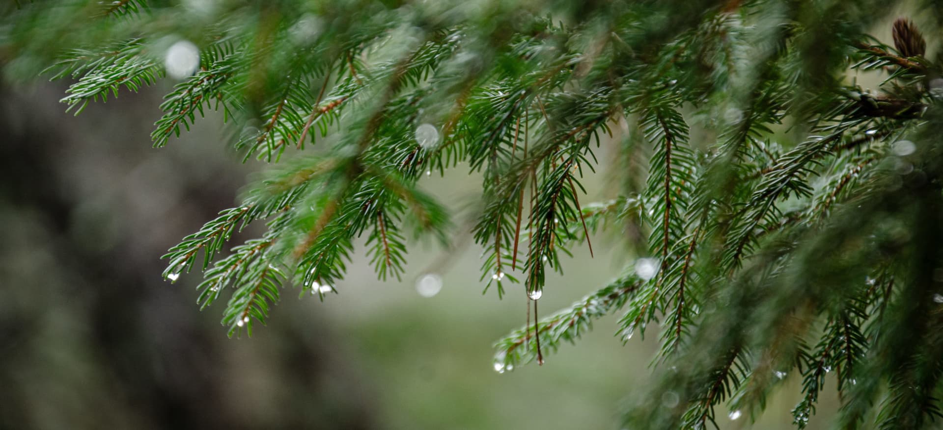 Hemlock branches with water drops