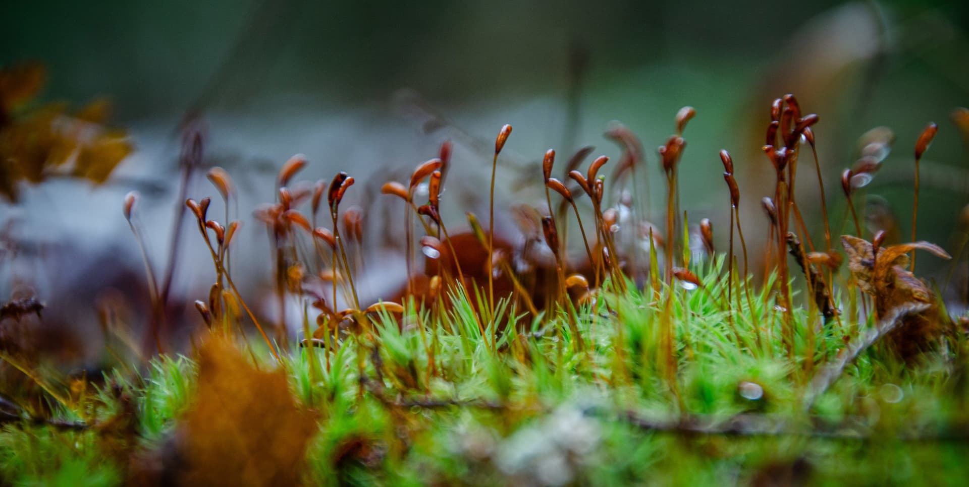 close up of moss with spores