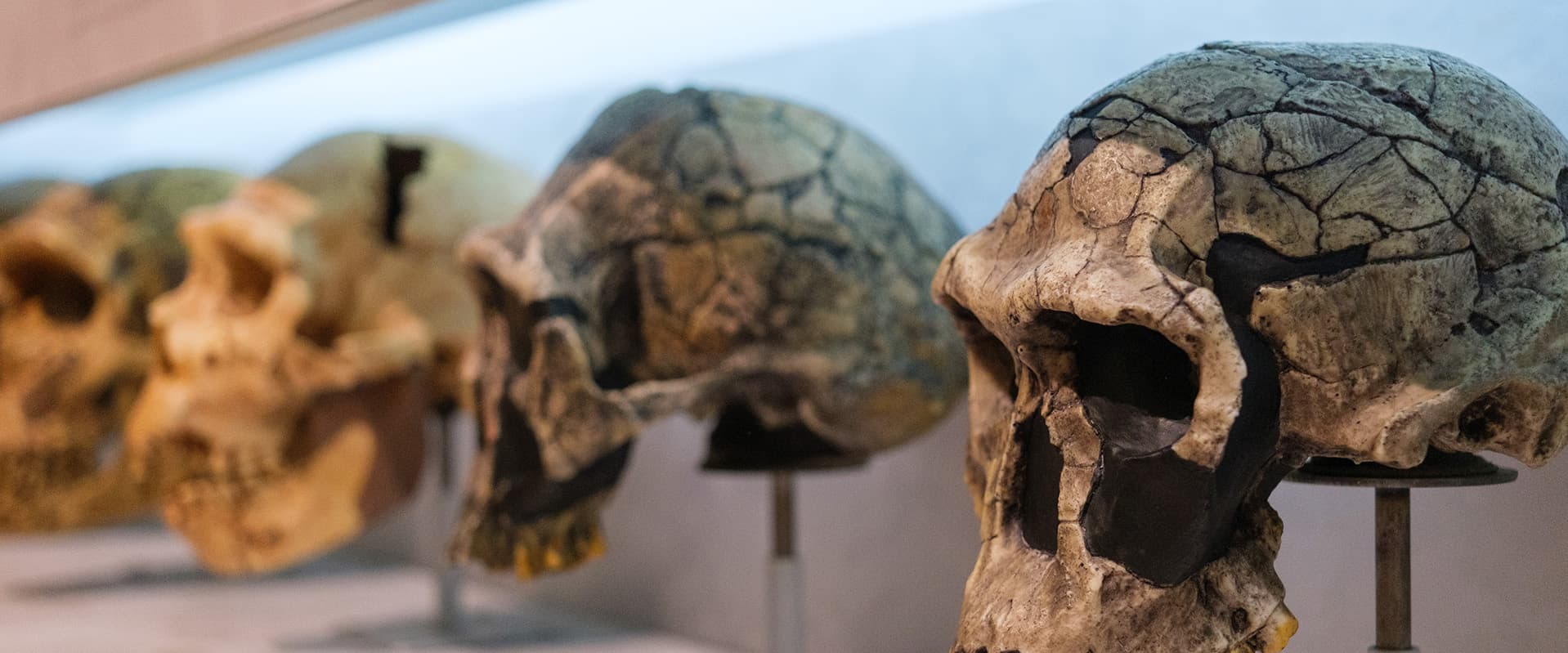 hominin skulls on museum display