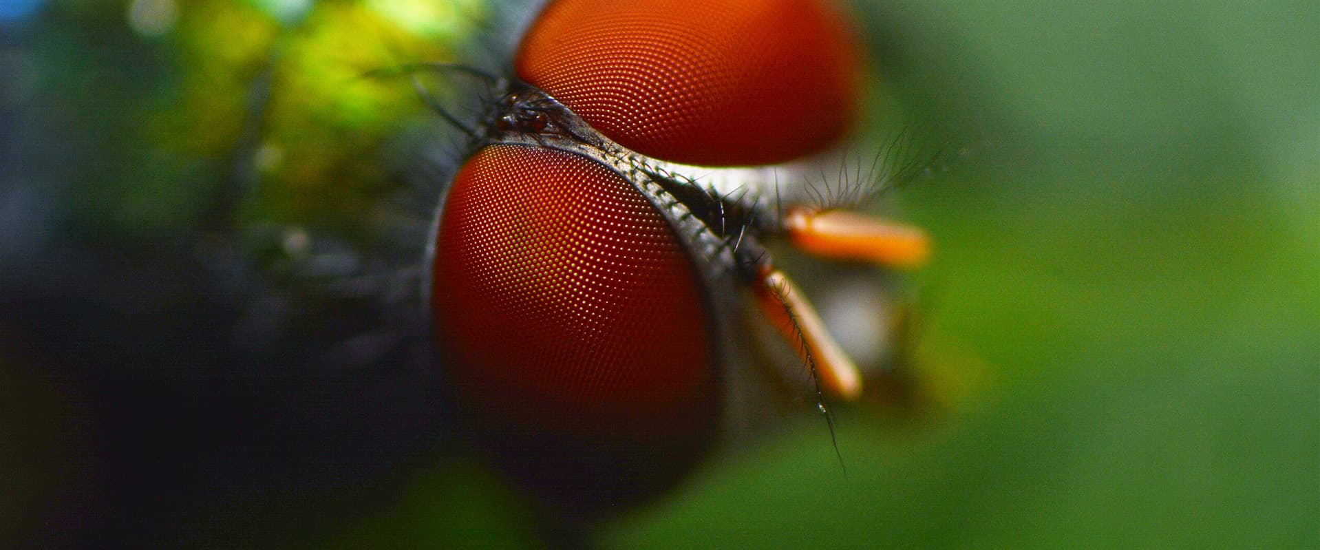 macro photography of red eyes of fly