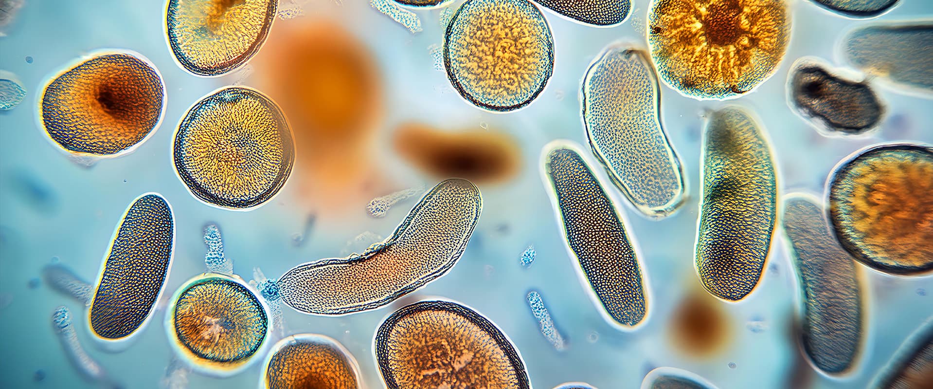 Various protists under microscope