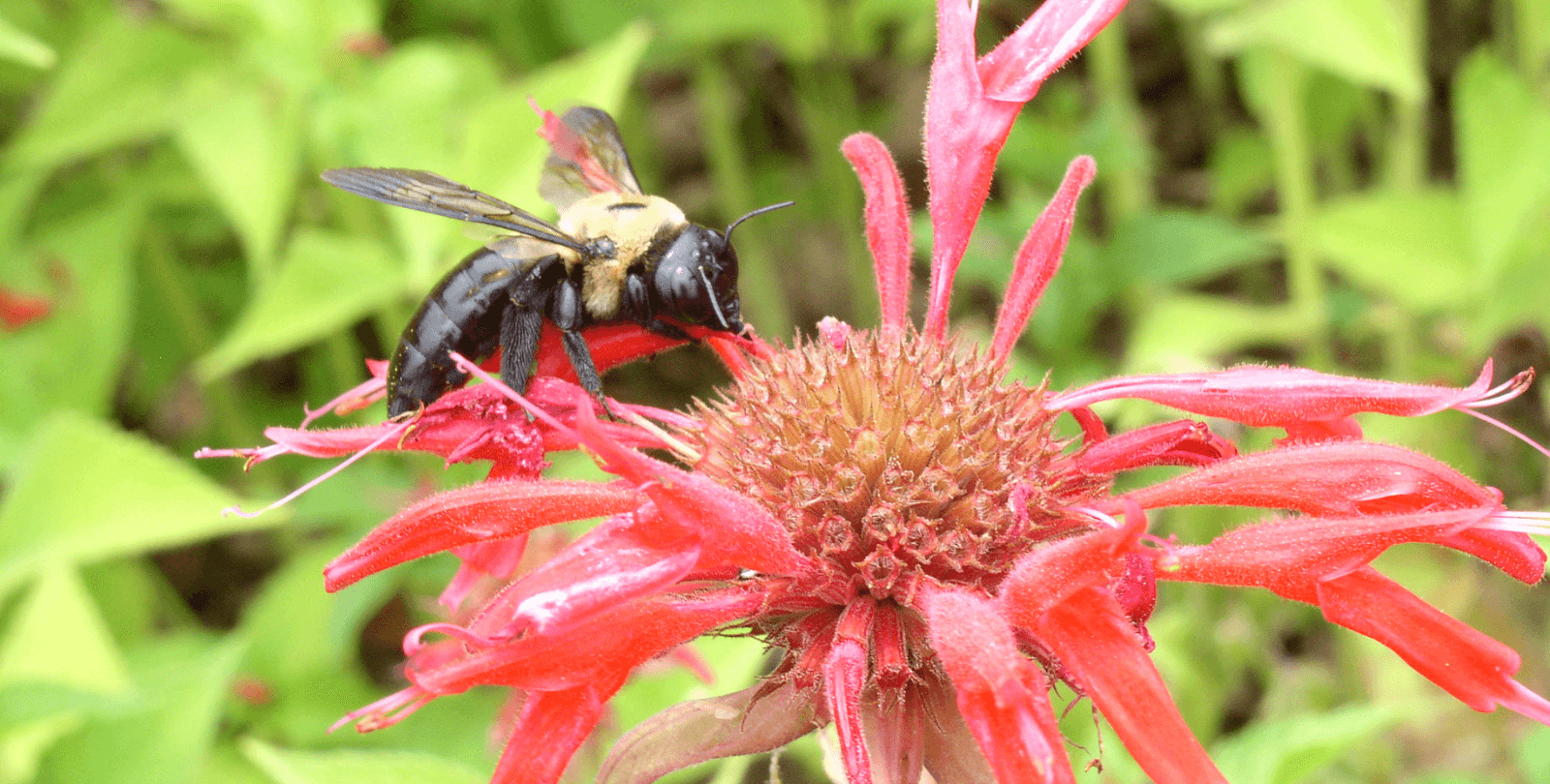 A carpenter bee rests on the petal of a bright flower.