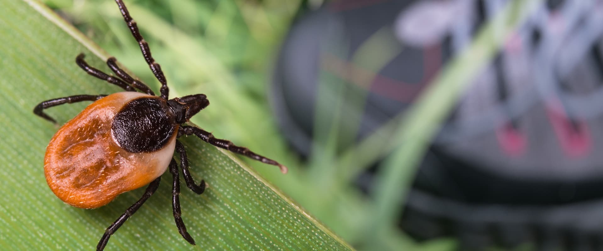 Deer tick up close on blade of grass