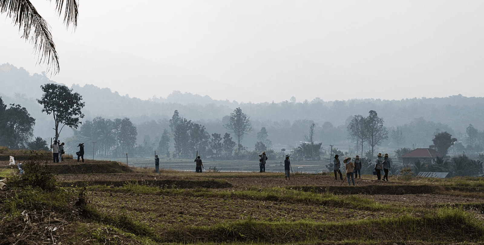 Twelve farmers work across a farm field in northern Thailand.