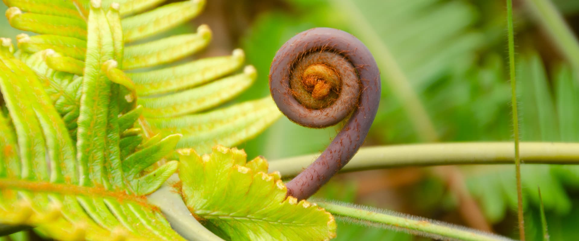 Curled fiddle head fern emerging from green plants