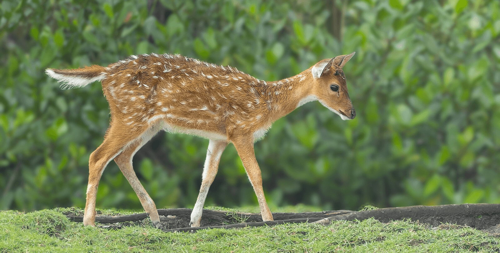 A chital fawn in Sundarbans National Park, West Bengal, India.