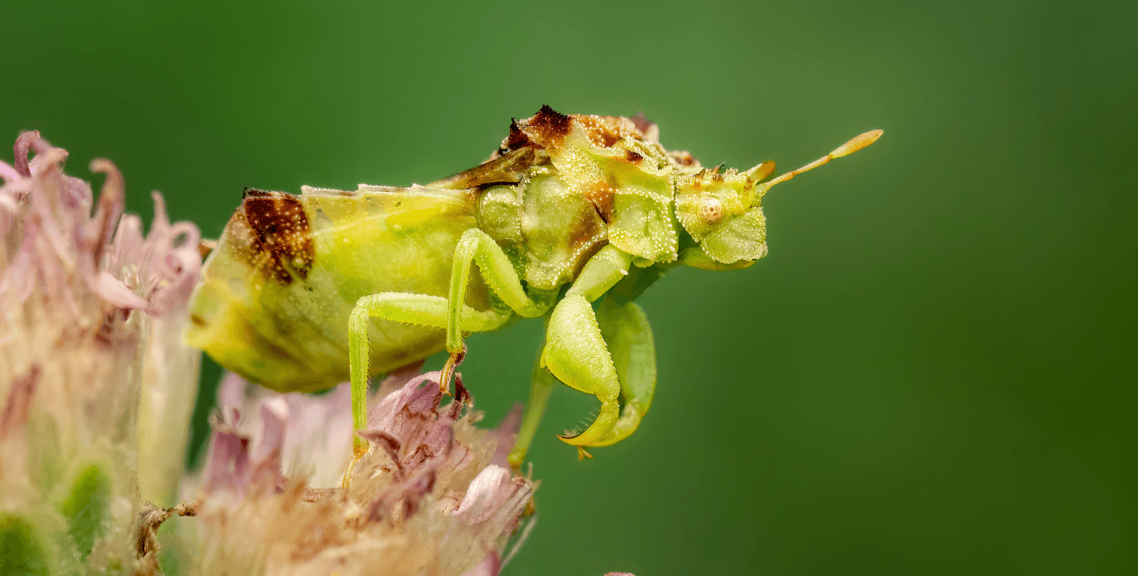 An American Ambush Bug sits on a flower.