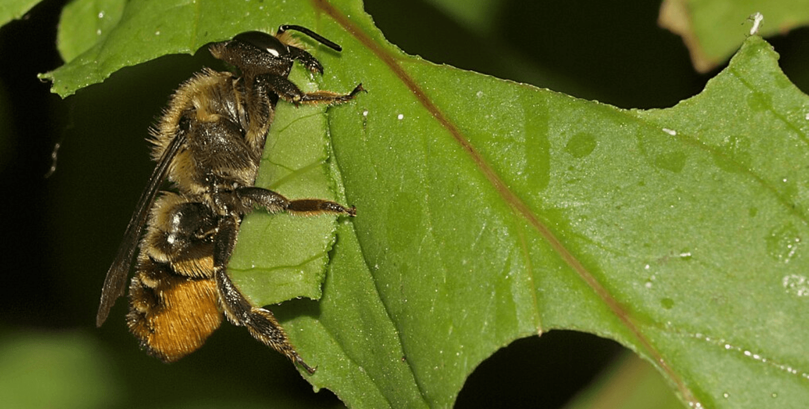 A leaf cutter bee bites into a leaf.