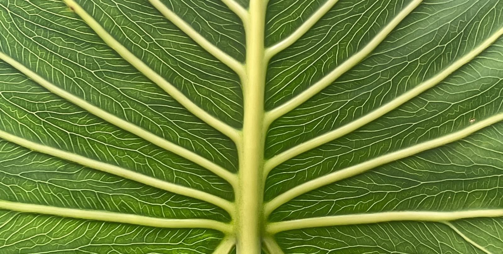 Close-up photo of a leaf's structure.