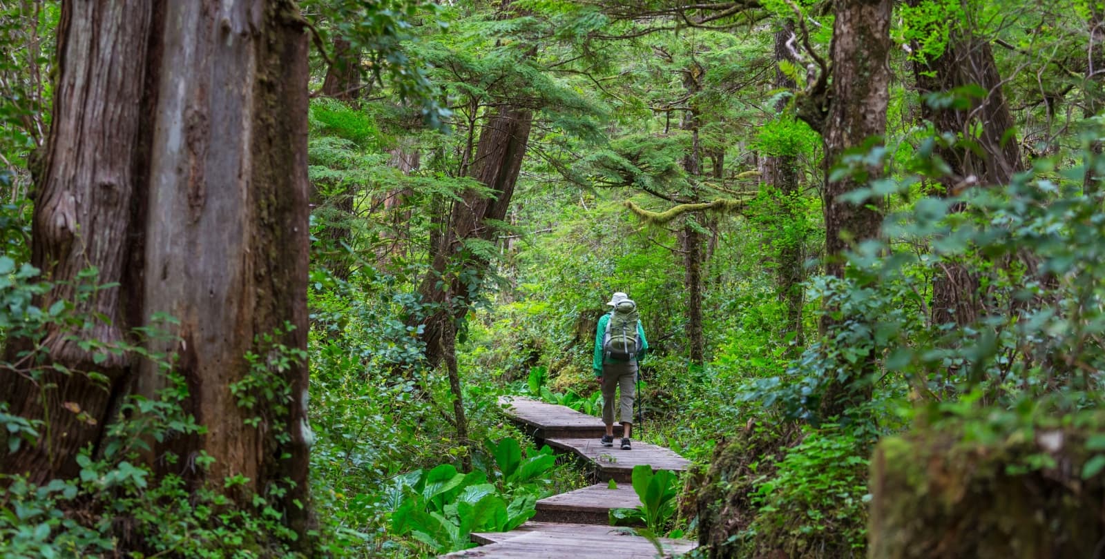 A person hikes through a green forest. The person is wearing a sun hat, carrying a backpack, and holding a walking stick.