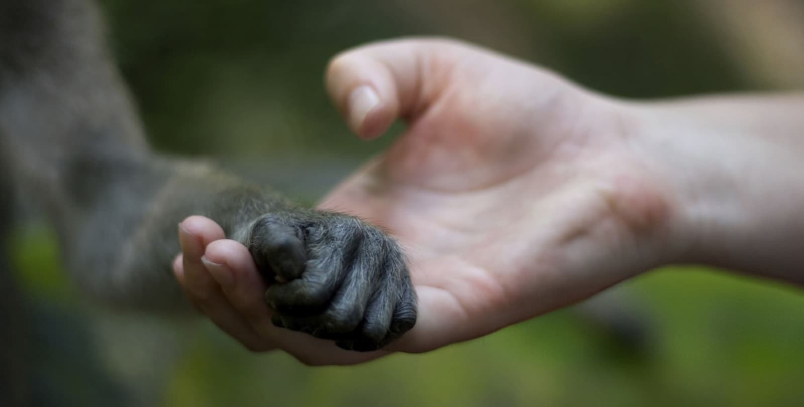 A human hand holds a primate's hand.