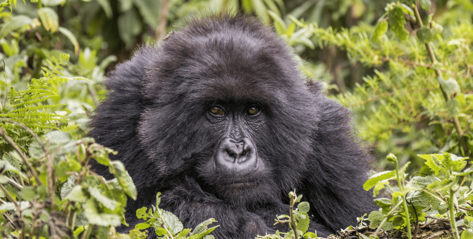 Photo of a female mountain gorilla standing among greenery.