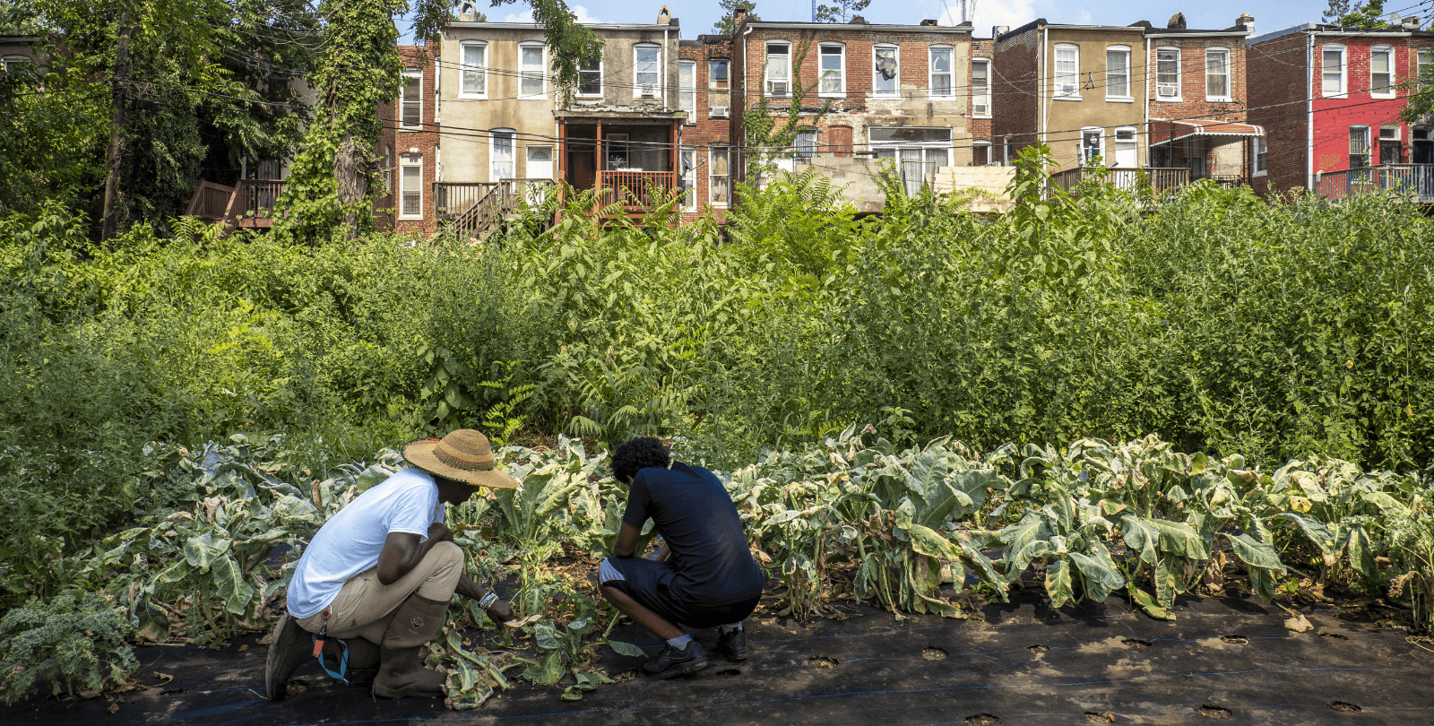 Two people tend to a garden. They are crouched down, looking at plants on the ground. The garden is situated in front of a row of houses.