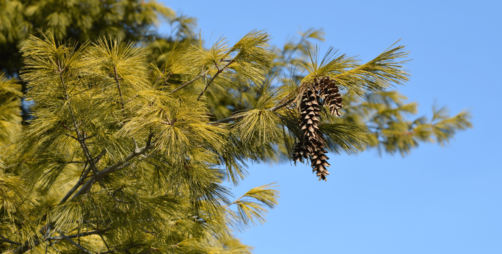 The branch of an Eastern White Pine against a clear sky. The branch is covered in pine needles and holds five pinecones.